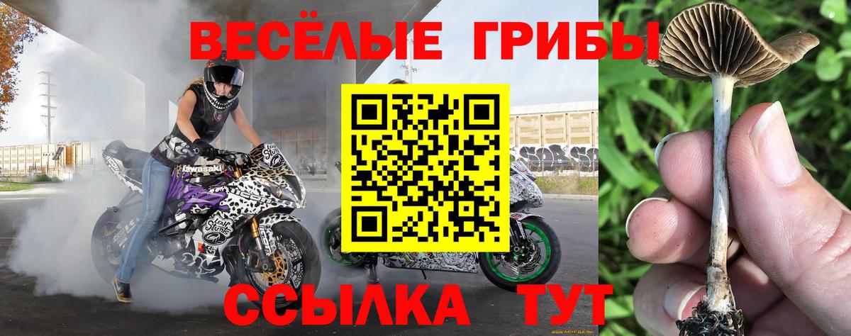 Галлюциногенные грибы Psilocybe  Вход с VPN  Псилоцибиновые грибы мицелий  Чистополь 